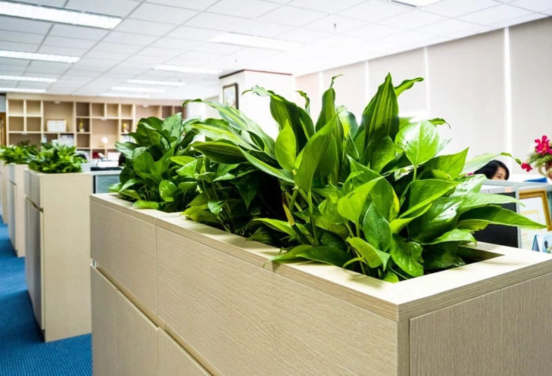 Thêm cây xanh hấp thụ âm