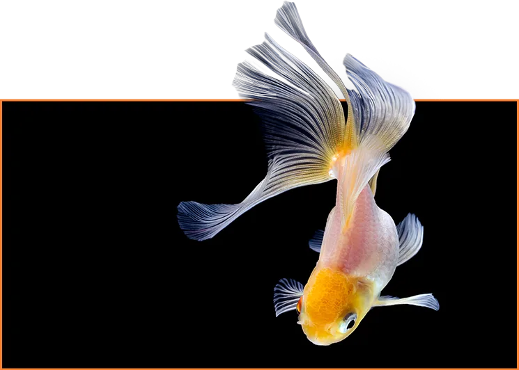 chất lượng 4k tuyệt đối